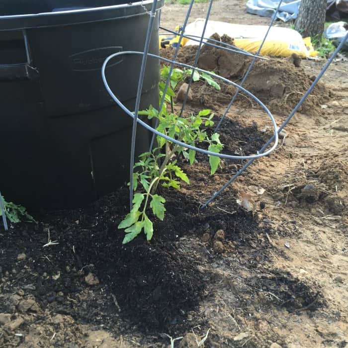 Tomato Plant Watering Hack 