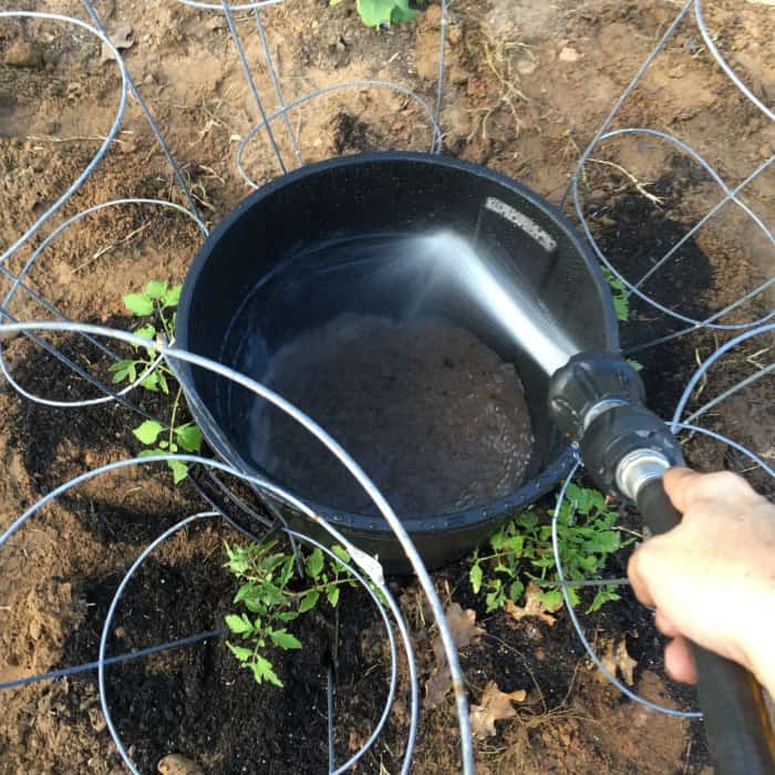 Tomato Plant Watering Hack 