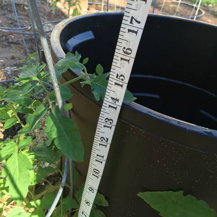 Tomato Plant Watering Hack 