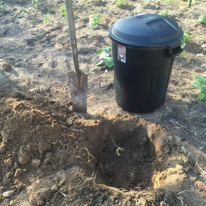 Tomato Plant Watering Hack 