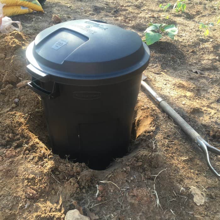 Tomato Plant Watering Hack 