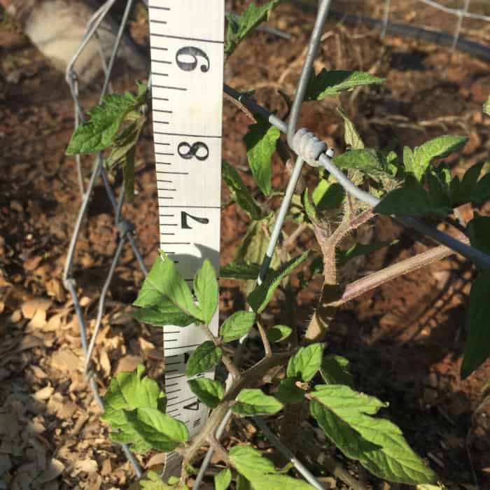 Tomato Plant Watering Hack 