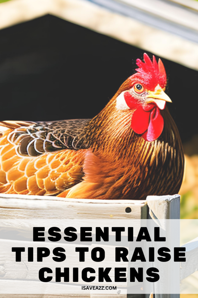Essential Tips to Raise Chickens - A Comprehensive Guide to Healthy Chickens