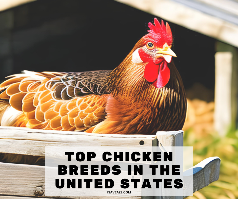 Top Chicken Breeds in the United States